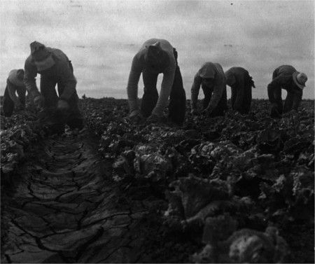 Dorothy Lang Depression Photo Filipinos Cutting Lettuce