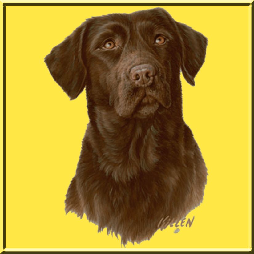 James Killen Chocolate Lab T Shirt s M L XL 2X 3X 4X 5X Labrador