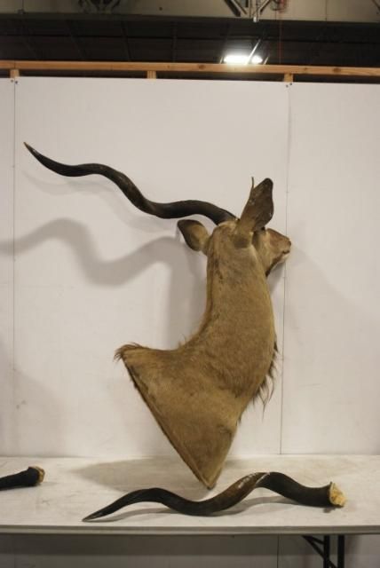 Lot of 2 Kudo GEMSBOK Taxidermy Head Mount