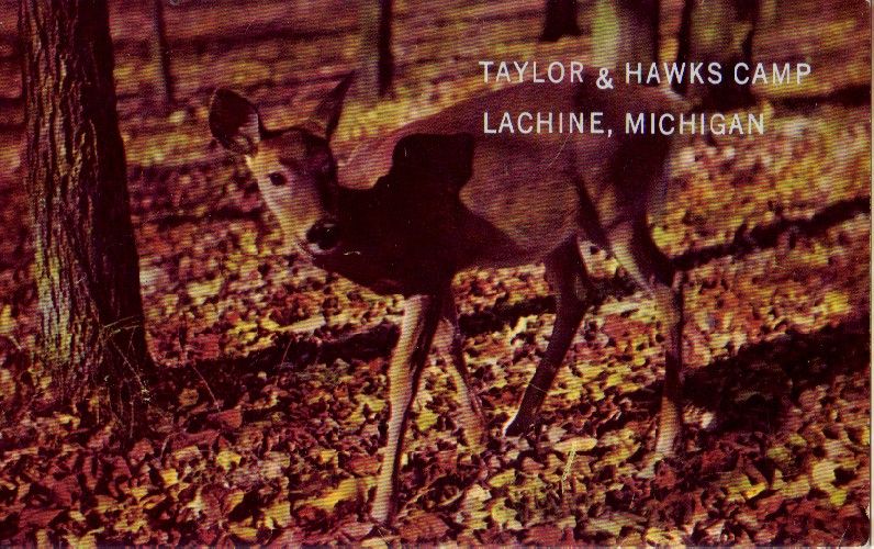 Postcard 160946 Taylor Hawks Camp Lachine MI