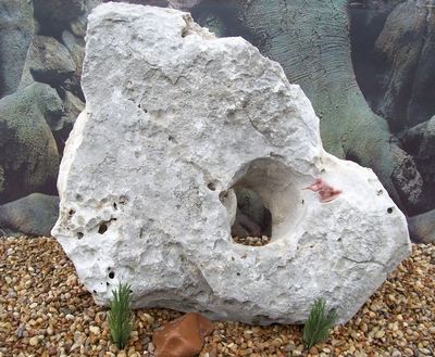 Natural Texas Holey Limestone Cichlid Aquarium Rock 25