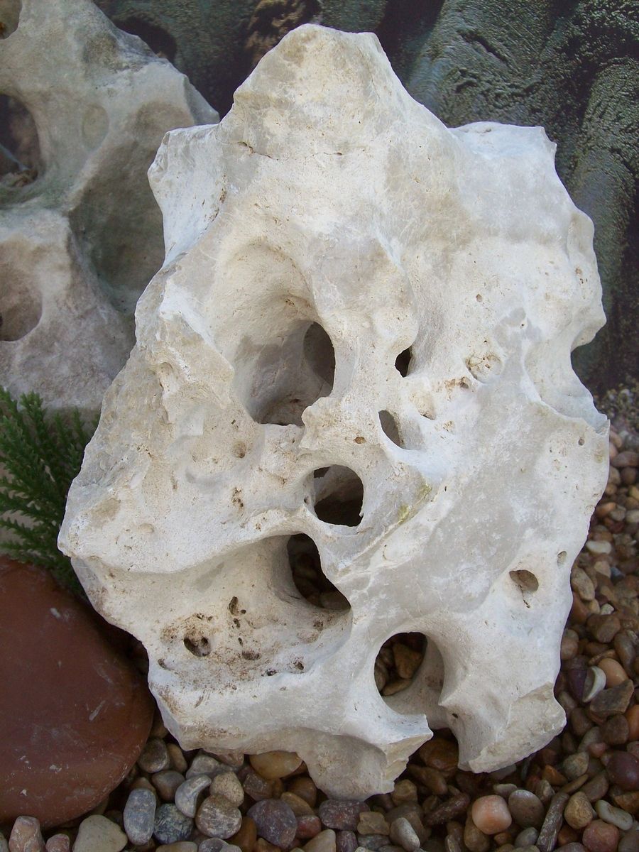 Natural Texas Holey Limestone Cichlid Aquarium Rock 34