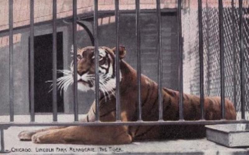 Chicago IL Lincoln Park Menagrie The Tiger Postcard