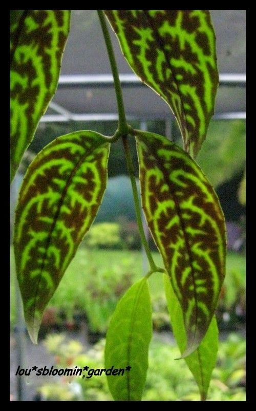 rare about this particular Lipstick Plant is the strong orange flower