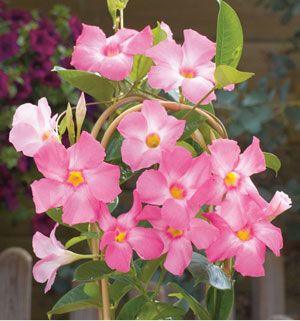 Tropical Mandevilla Sun Parasol Giant Pink 4 5 Pot