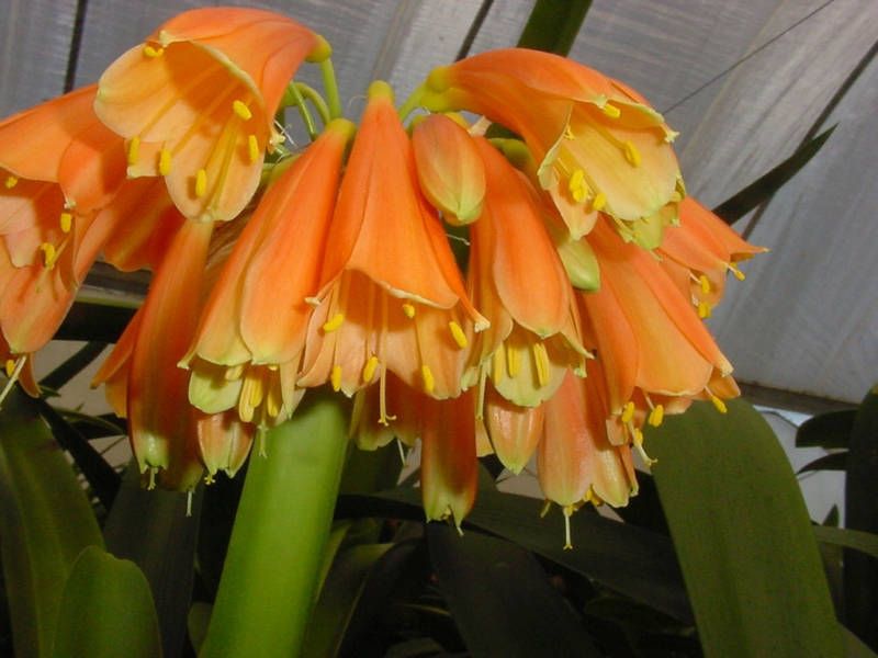 Lisa Manion Euro Hybrid Clivia Plant Seedling