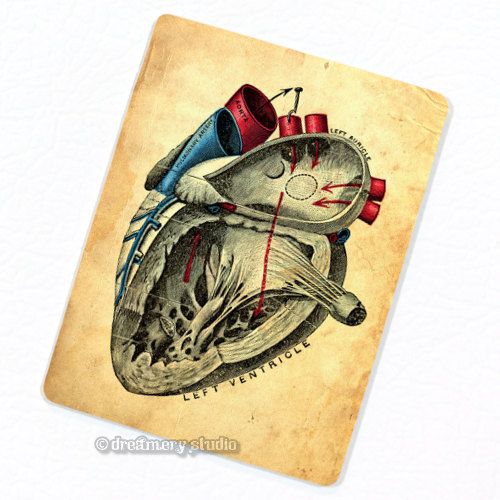 Heart #3 Deco Magnet; Anatomy Vintage Anatomy Medical Illustration