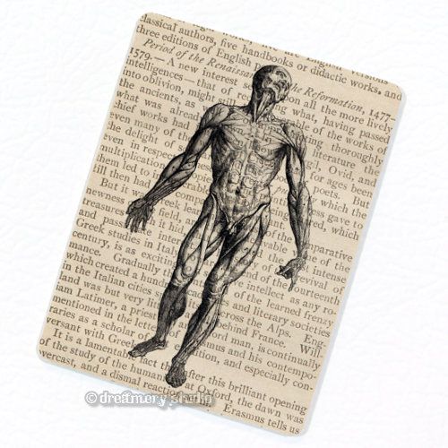 System #1 Deco Magnet; Vintage Anatomy Medical Illustration Fridge