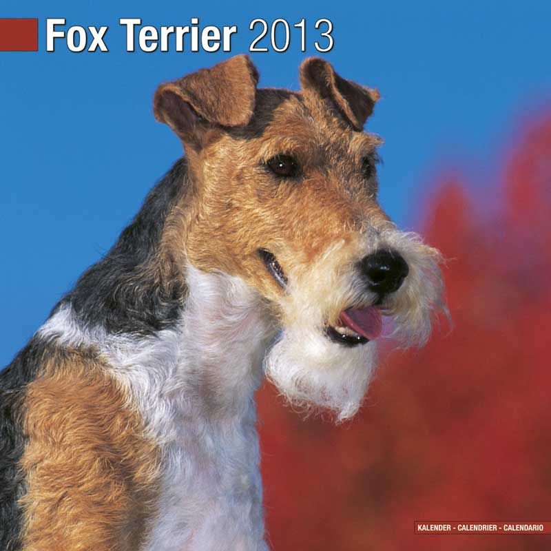 Kalender 2013 Foxterrier Glatthaar und Drahthaar