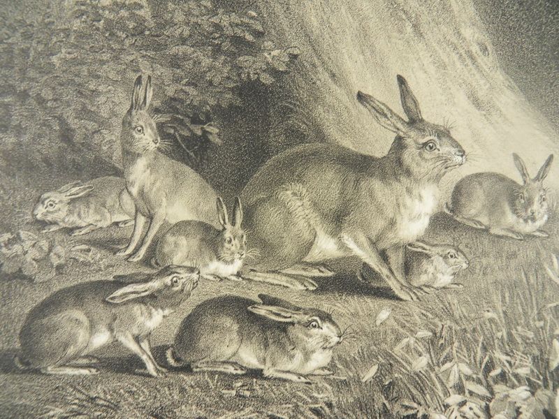 HASEN FAMILIE HASE LITHOGRAPHIE MENZLER nach RIDINGER 1864 N