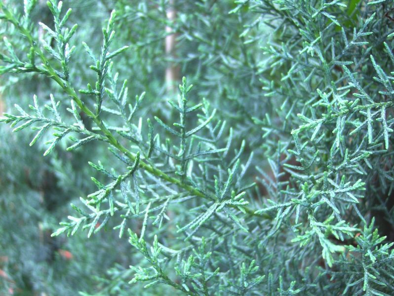 Cupressus arizonica Fastigiata, blaue Säule, 140cm