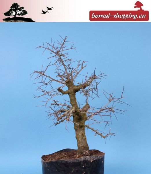   Großer Crataegus monogyna, Weißdorn, Yamadori, Prebonsai 141/19