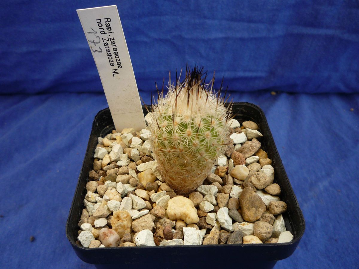 173) Kaktus / Kakteen Rapicactus zaragozae, nord Zaragozae NL