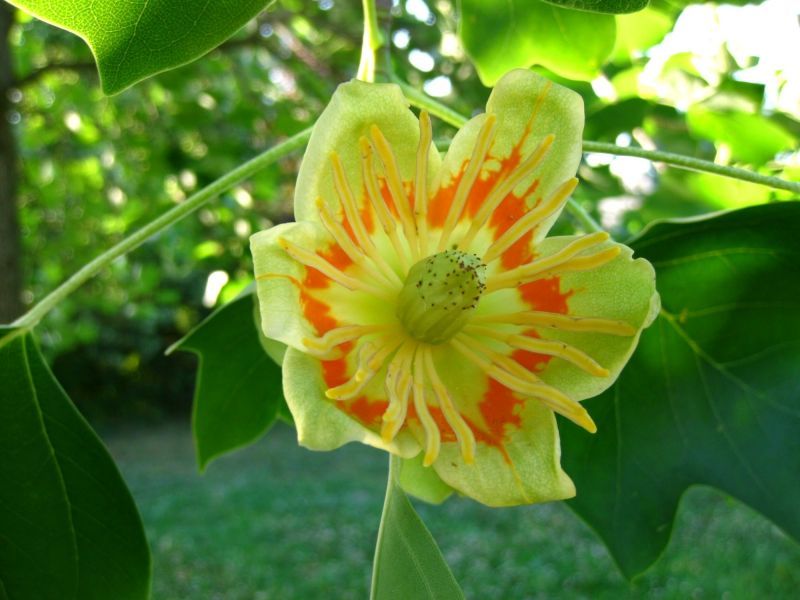 Liriodendron tulipifera, amerikanischer Tulpenbaum, 100cm