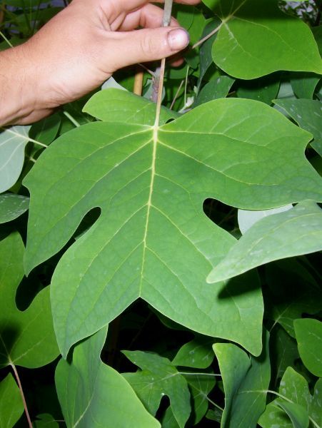 Liriodendron tulipifera, amerikanischer Tulpenbaum, 100cm