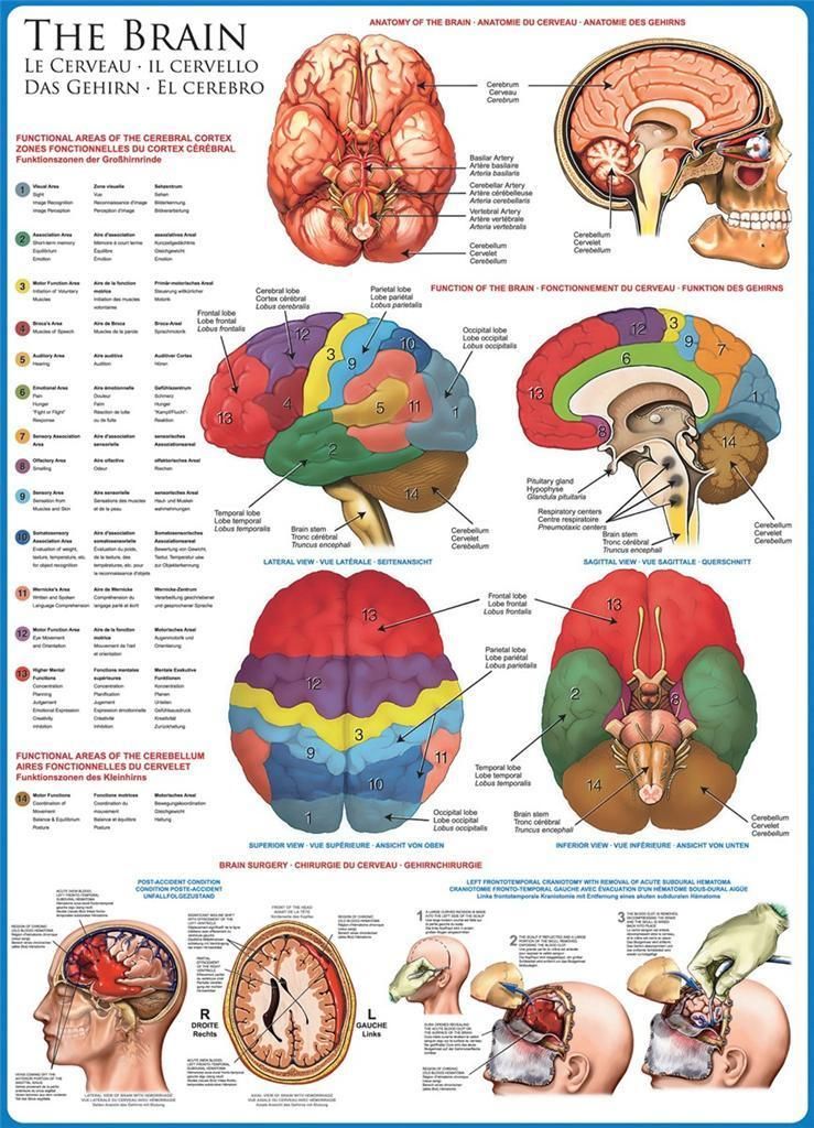 EUROGRAPHICS JIGSAW PUZZLE ANATOMY OF THE BRAIN 1000 PCS