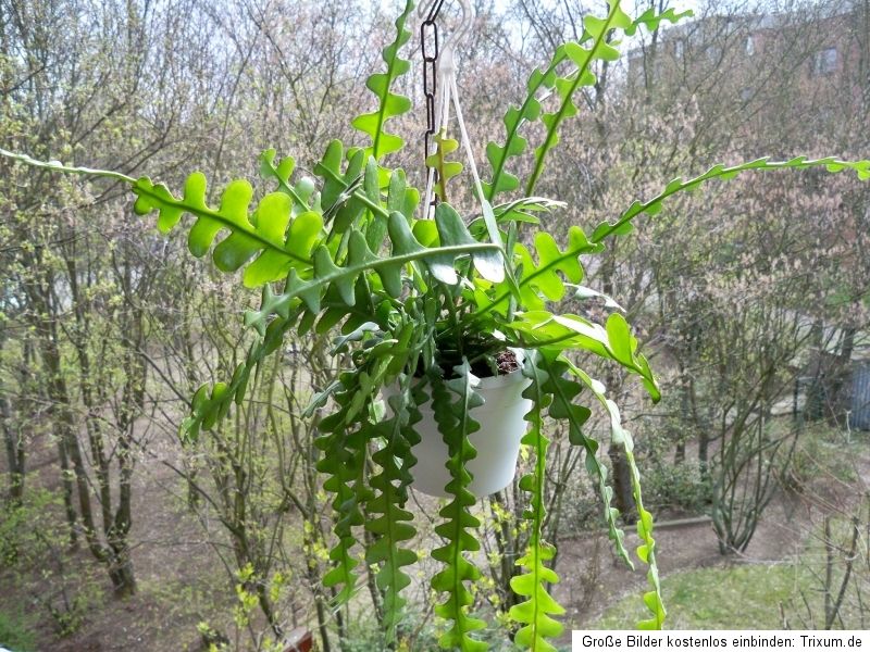 Epiphyllum Anguliger Blattkaktus Weiß Riesige Blüte 2 große Ableger