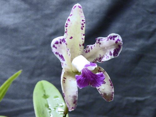 amethystoglossa x self Jungpflanze ,seedling