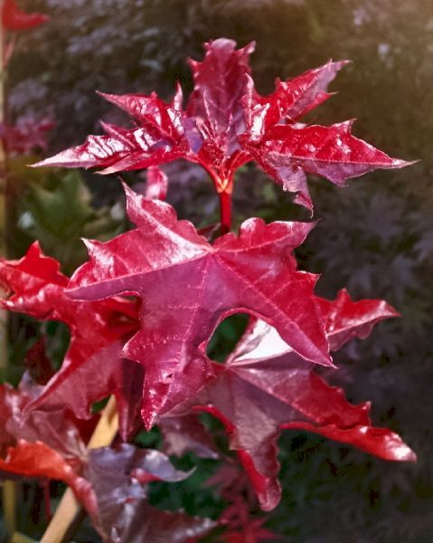 Acer platanoides Faassens Black, Schwarzahorn 160 180cm