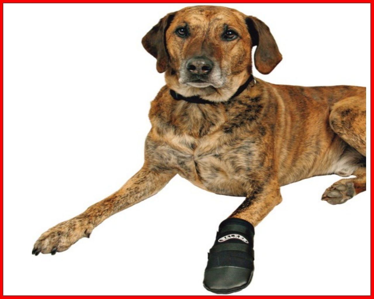 Neopren Hundeschuhe Schutzstiefel Hunde gr. XXL Walker Care