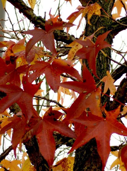 Der amerikanische Amberbaum ist in seiner Heimat ein bis zu 40m