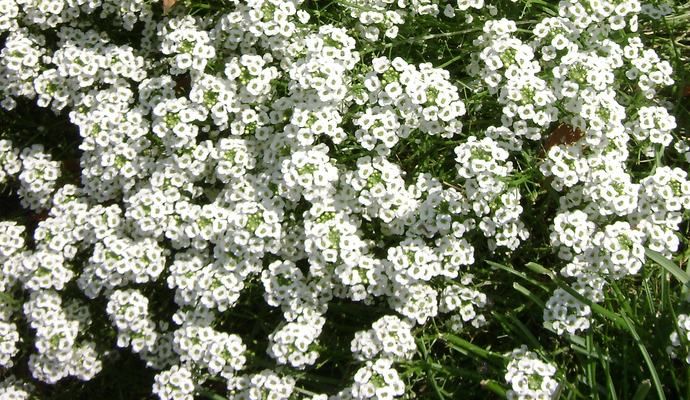 Lobularia maritima Duftsteinrich, Schneeteppich #387