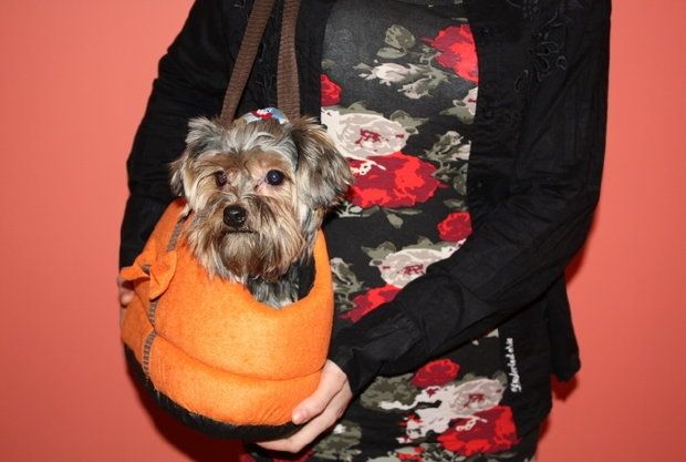 Yorkie Shih Tzu Hundetragetasche Katzentasche orange