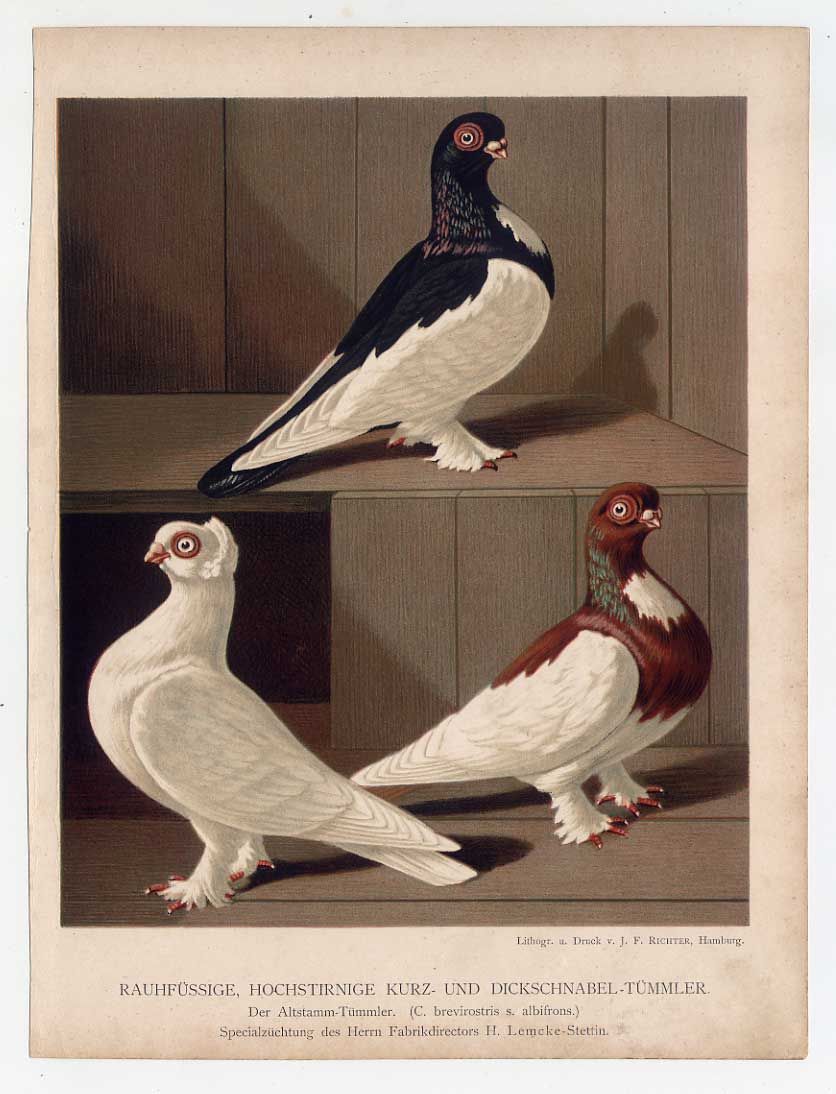 TAUBEN   Vögel   Lithographie aus Prütz 1884